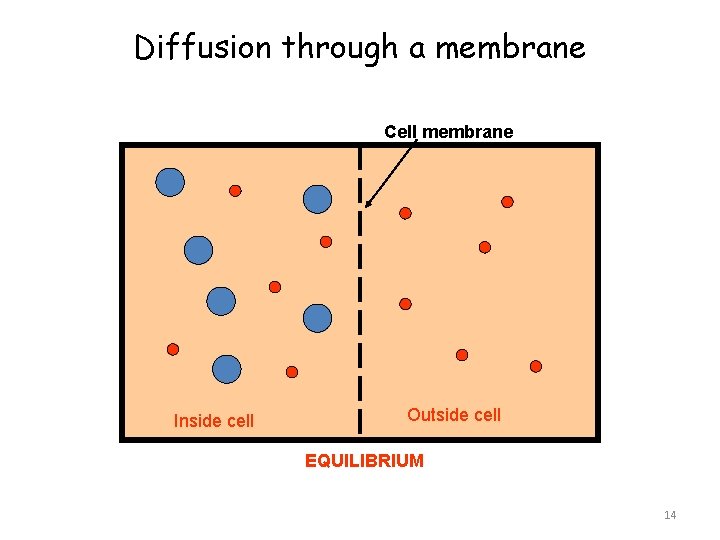 Diffusion through a membrane Cell membrane Inside cell Outside cell EQUILIBRIUM 14 