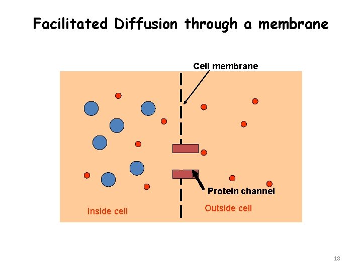 Facilitated Diffusion through a membrane Cell membrane Protein channel Inside cell Outside cell 18