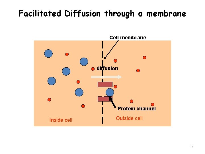 Facilitated Diffusion through a membrane Cell membrane diffusion Protein channel Inside cell Outside cell