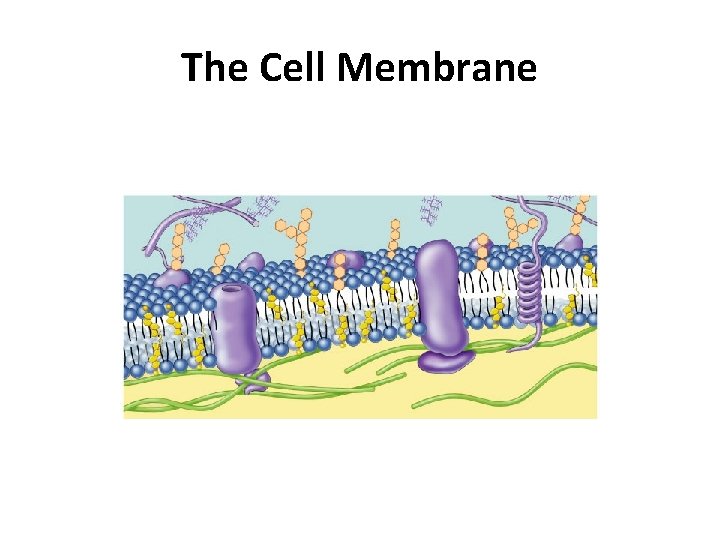 The Cell Membrane 