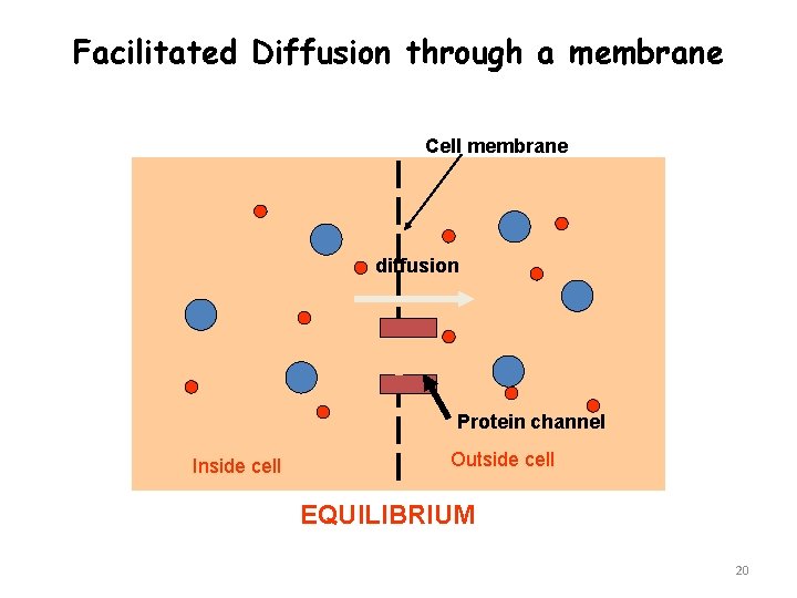 Facilitated Diffusion through a membrane Cell membrane diffusion Protein channel Inside cell Outside cell