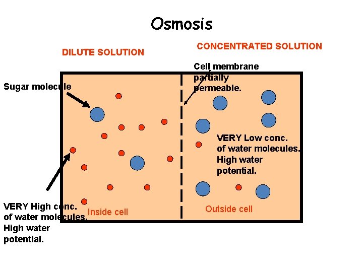 Osmosis DILUTE SOLUTION Sugar molecule CONCENTRATED SOLUTION Cell membrane partially permeable. VERY Low conc.