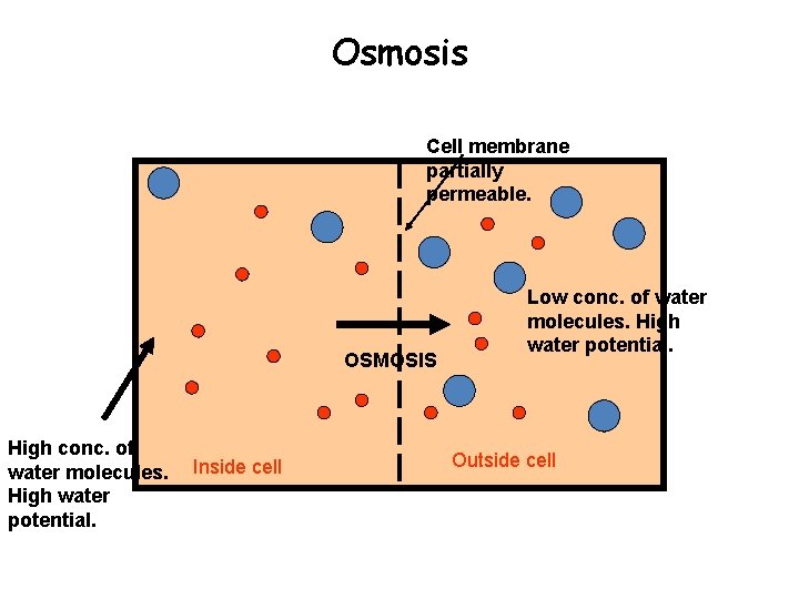 Osmosis Cell membrane partially permeable. OSMOSIS High conc. of water molecules. High water potential.