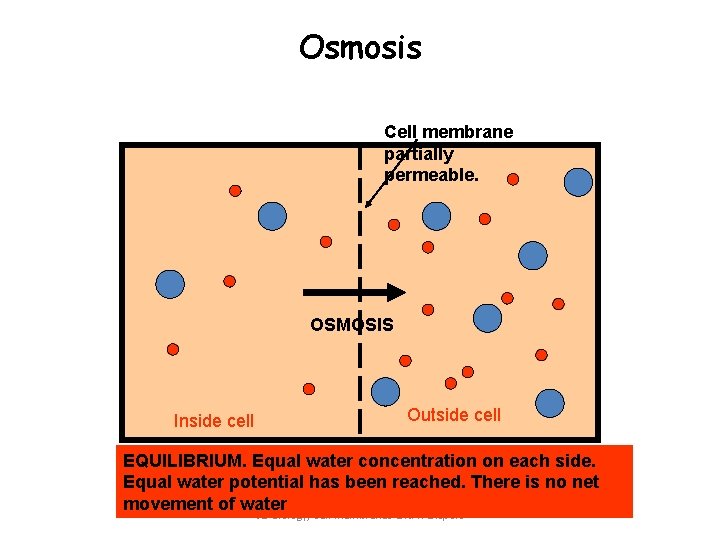Osmosis Cell membrane partially permeable. OSMOSIS Inside cell Outside cell EQUILIBRIUM. Equal water concentration