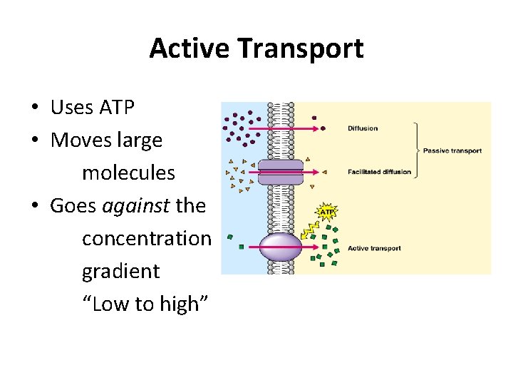 Active Transport • Uses ATP • Moves large molecules • Goes against the concentration