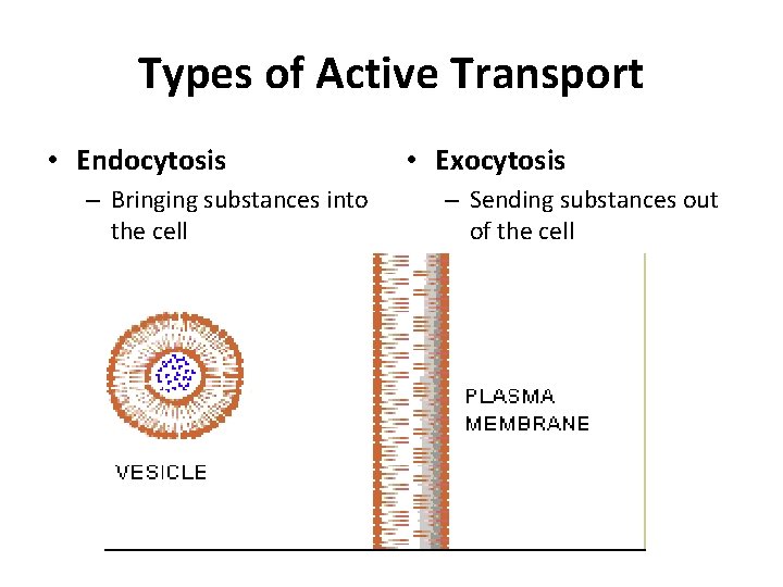 Types of Active Transport • Endocytosis – Bringing substances into the cell • Exocytosis