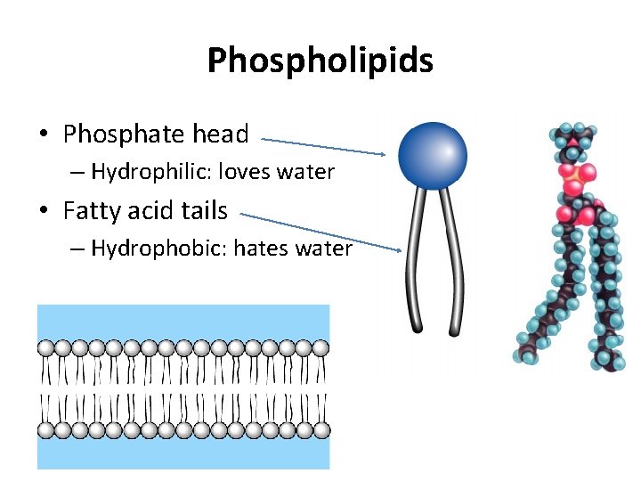 Phospholipids • Phosphate head – Hydrophilic: loves water • Fatty acid tails – Hydrophobic: