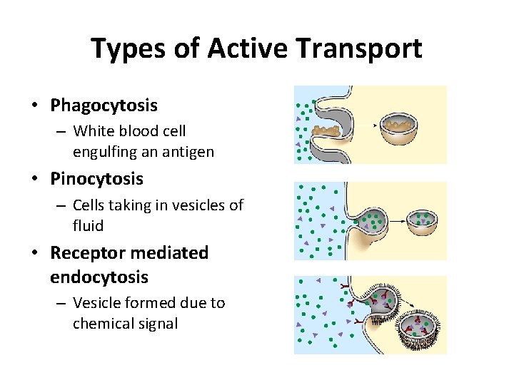 Types of Active Transport • Phagocytosis – White blood cell engulfing an antigen •