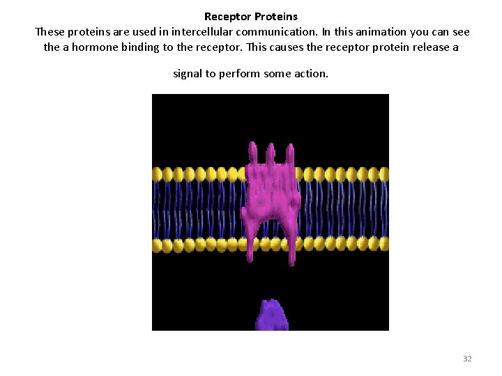 Receptor Proteins These proteins are used in intercellular communication. In this animation you can