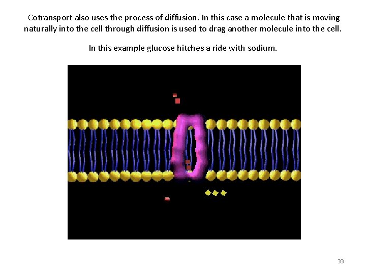 Cotransport also uses the process of diffusion. In this case a molecule that is