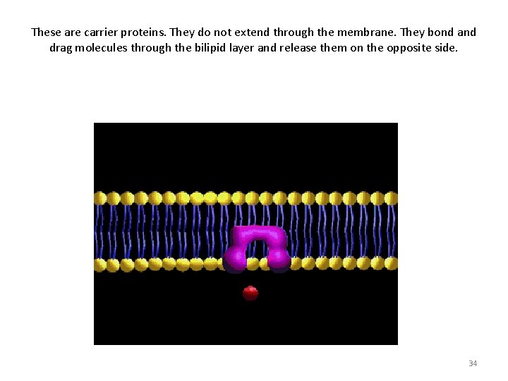 These are carrier proteins. They do not extend through the membrane. They bond and
