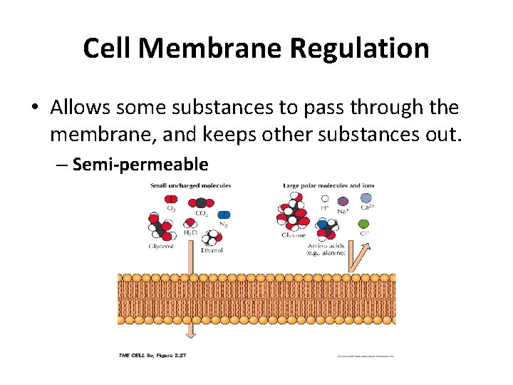 Cell Membrane Regulation • Allows some substances to pass through the membrane, and keeps