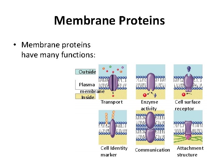 Membrane Proteins • Membrane proteins have many functions: Outside Plasma membrane Inside Transport Cell