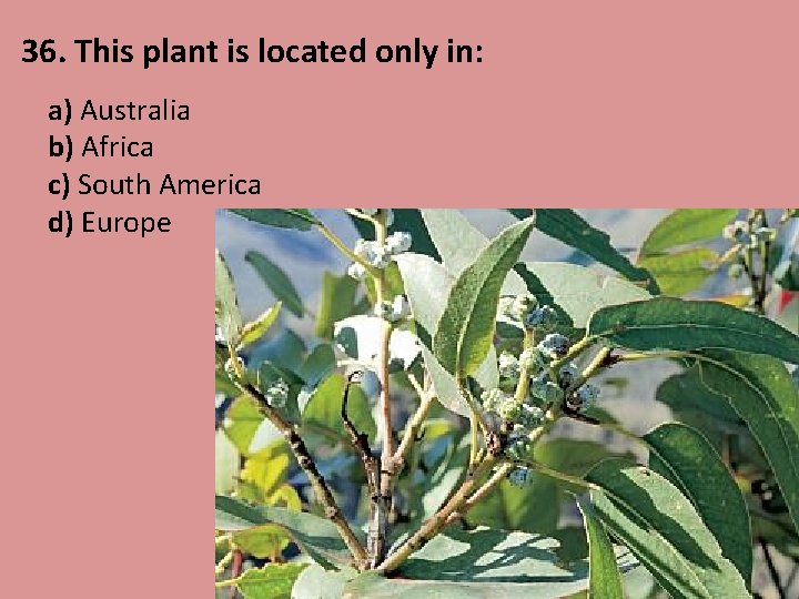 36. This plant is located only in: a) Australia b) Africa c) South America