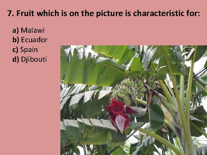 7. Fruit which is on the picture is characteristic for: a) Malawi b) Ecuador