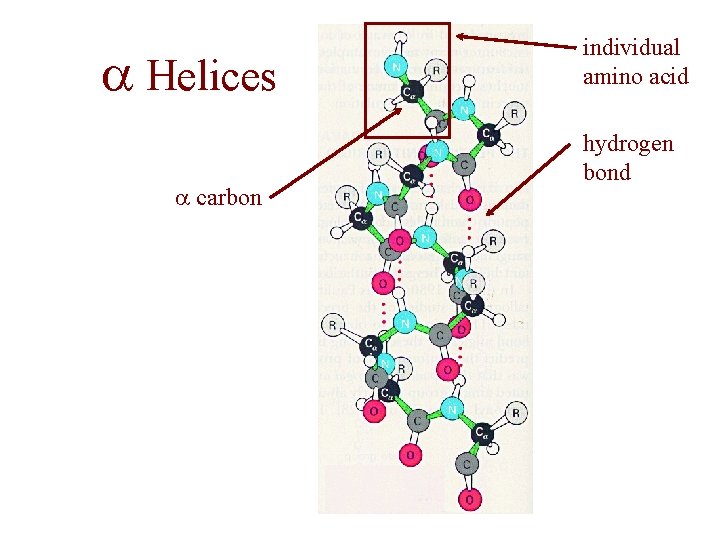 a Helices a carbon individual amino acid hydrogen bond 