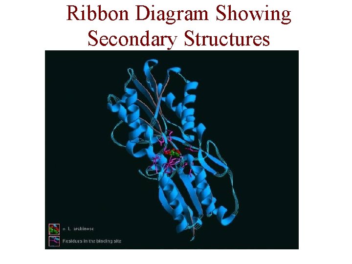 Ribbon Diagram Showing Secondary Structures 