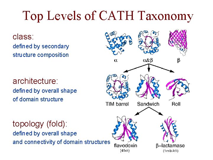 Top Levels of CATH Taxonomy class: defined by secondary structure composition architecture: defined by