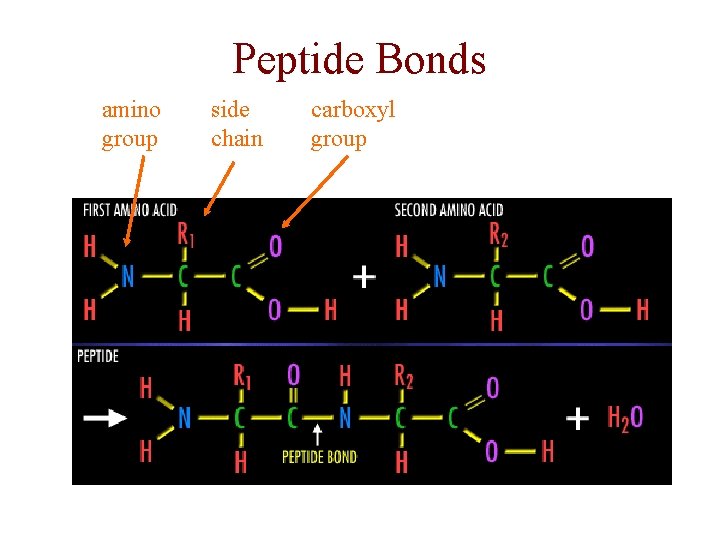 Peptide Bonds amino group side chain carboxyl group 