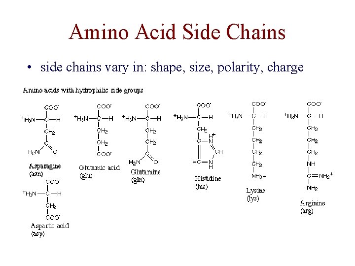 Amino Acid Side Chains • side chains vary in: shape, size, polarity, charge 
