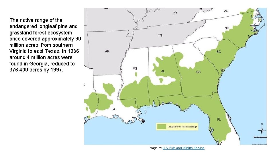 The native range of the endangered longleaf pine and grassland forest ecosystem once covered