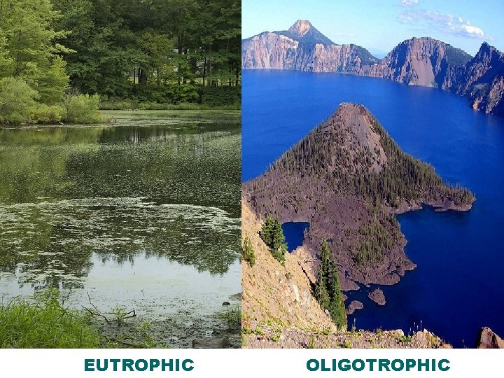 EUTROPHIC OLIGOTROPHIC 