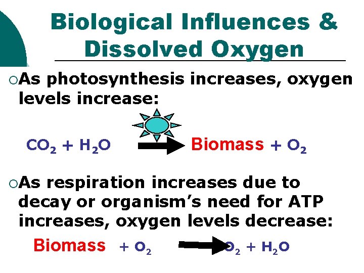 Biological Influences & Dissolved Oxygen ¡As photosynthesis increases, oxygen levels increase: Biomass + O