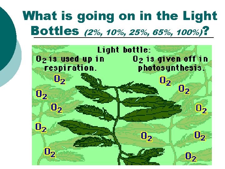 What is going on in the Light Bottles (2%, 10%, 25%, 65%, 100%)? 