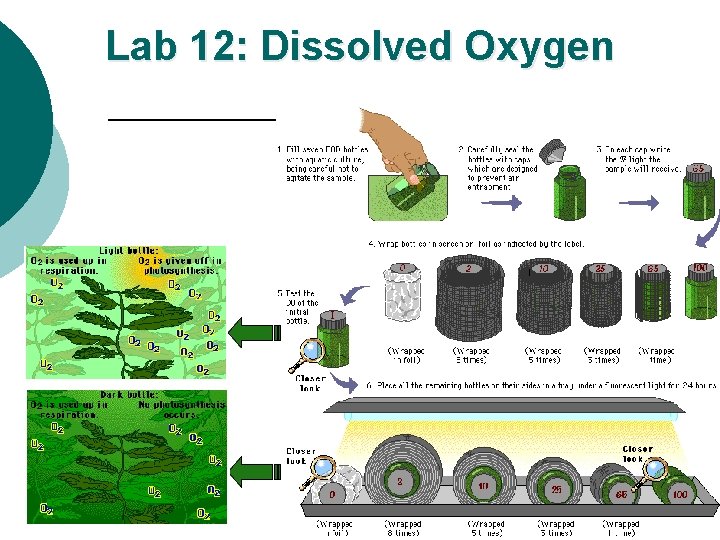 Lab 12: Dissolved Oxygen 2004 -2005 
