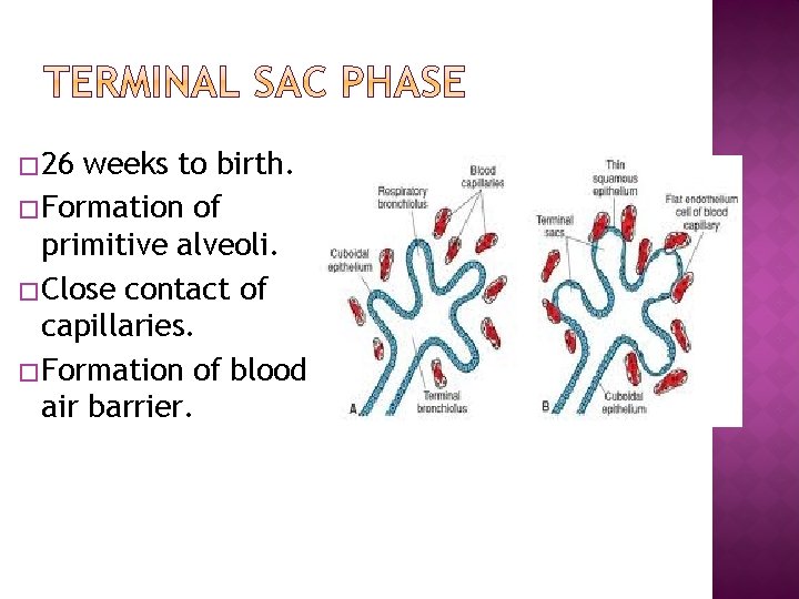 � 26 weeks to birth. � Formation of primitive alveoli. � Close contact of