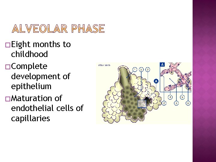 � Eight months to childhood � Complete development of epithelium � Maturation of endothelial