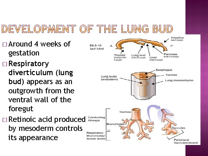 � Around 4 weeks of gestation � Respiratory diverticulum (lung bud) appears as an