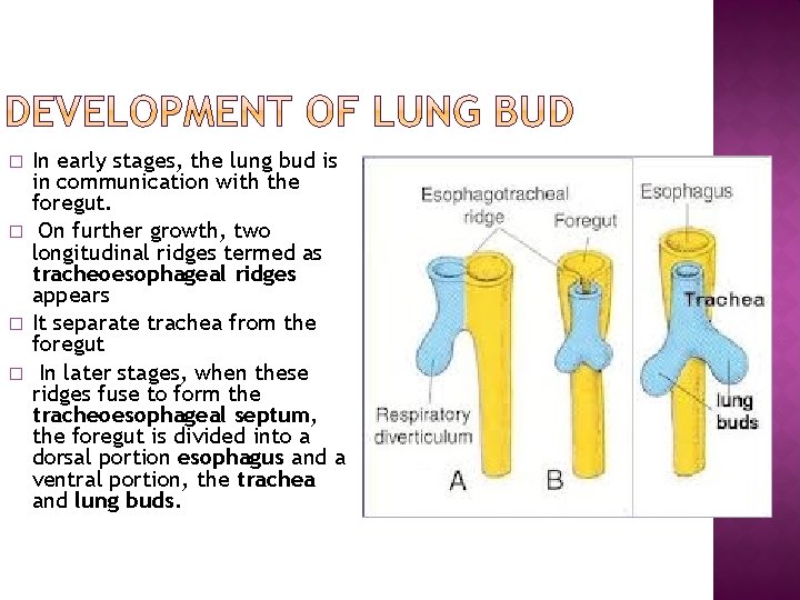 � � In early stages, the lung bud is in communication with the foregut.