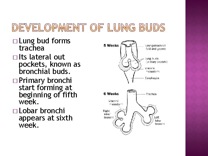 � Lung bud forms trachea � Its lateral out pockets, known as bronchial buds.