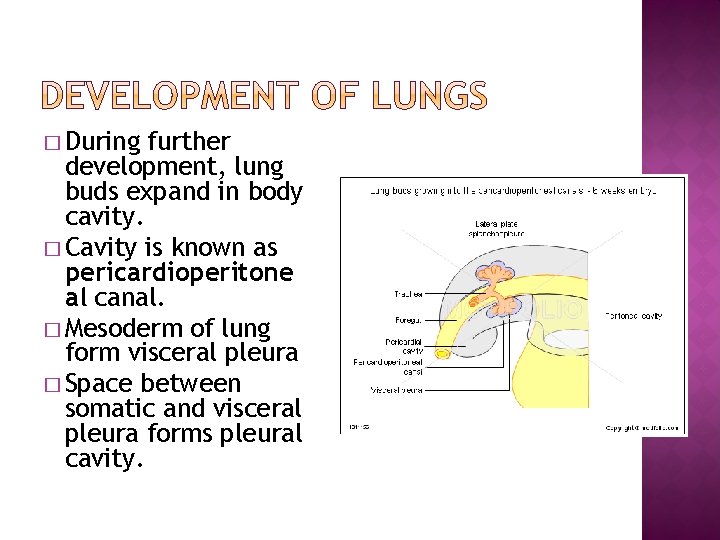 � During further development, lung buds expand in body cavity. � Cavity is known