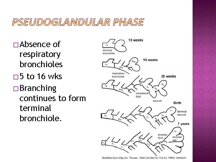 � Absence of respiratory bronchioles � 5 to 16 wks � Branching continues to