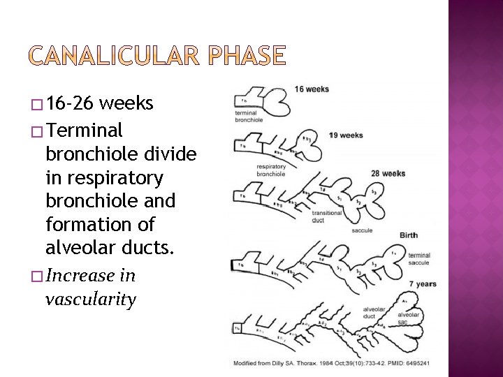 � 16 -26 weeks � Terminal bronchiole divide in respiratory bronchiole and formation of