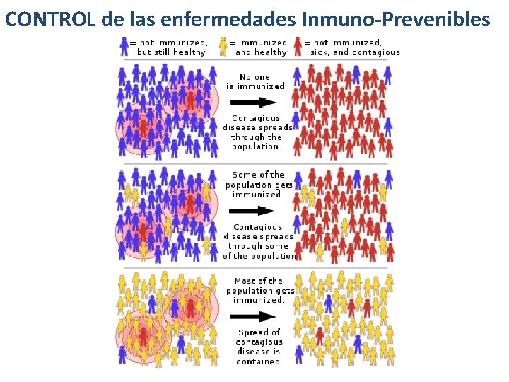 CONTROL de las enfermedades Inmuno-Prevenibles 