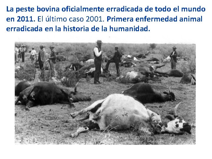 La peste bovina oficialmente erradicada de todo el mundo en 2011. El último caso