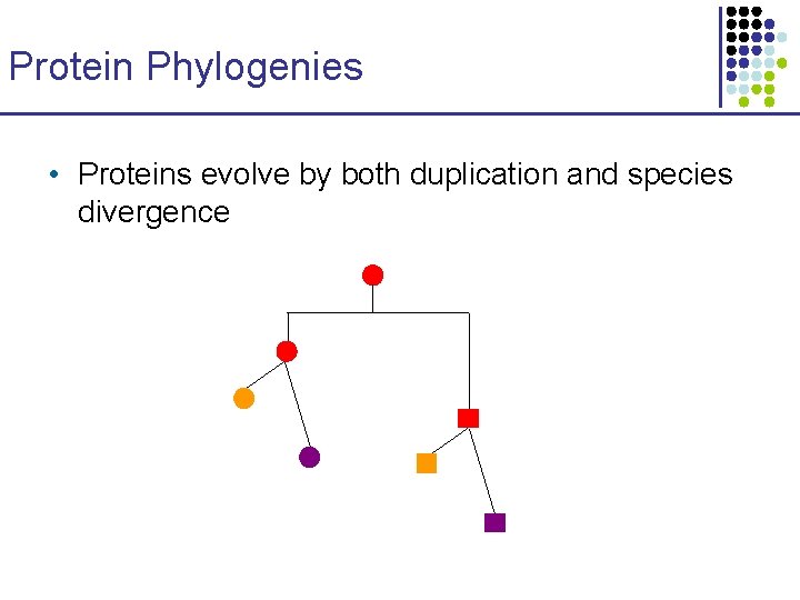 Protein Phylogenies • Proteins evolve by both duplication and species divergence Protein Phylogenies • Proteins evolve by both duplication and species divergence