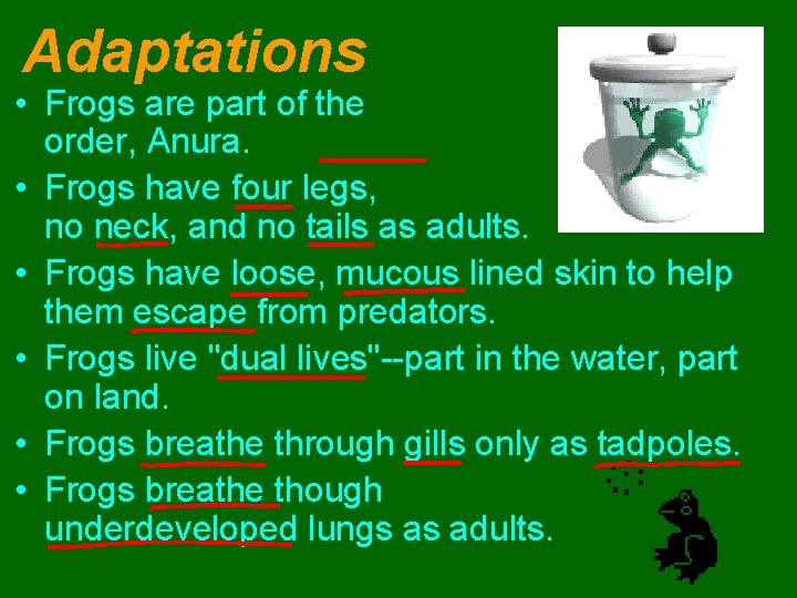 Adaptations • Frogs are part of the amphibian order, Anura. • Frogs have four