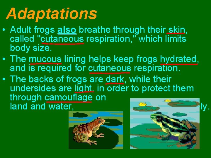 Adaptations • Adult frogs also breathe through their skin, called "cutaneous respiration, " which