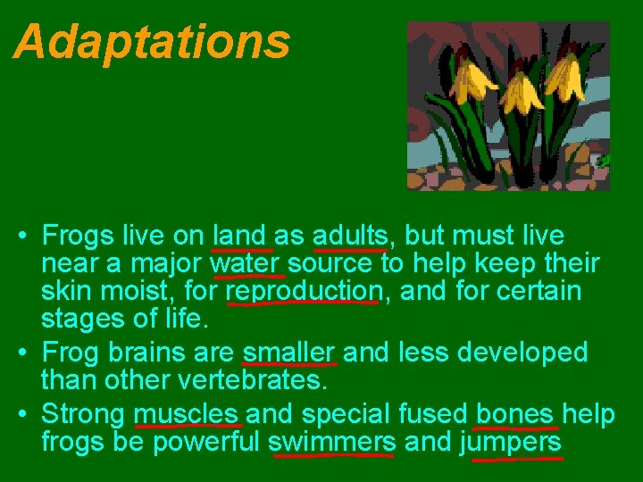 Adaptations • Frogs live on land as adults, but must live near a major