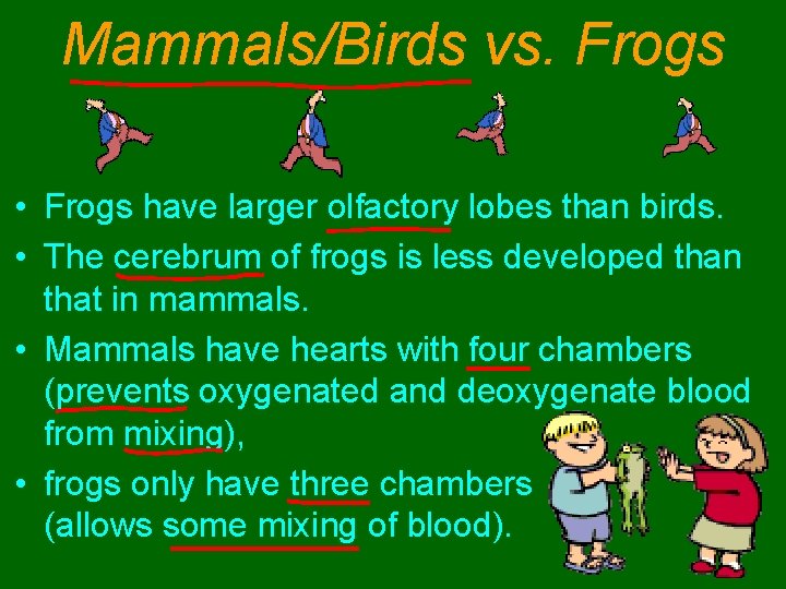 Mammals/Birds vs. Frogs • Frogs have larger olfactory lobes than birds. • The cerebrum