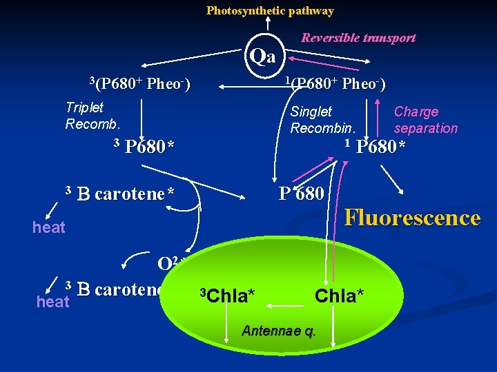 Photosynthetic pathway Qa 3(P 680+ Pheo-) 1(P 680+ Triplet Recomb. 3 3 Reversible transport