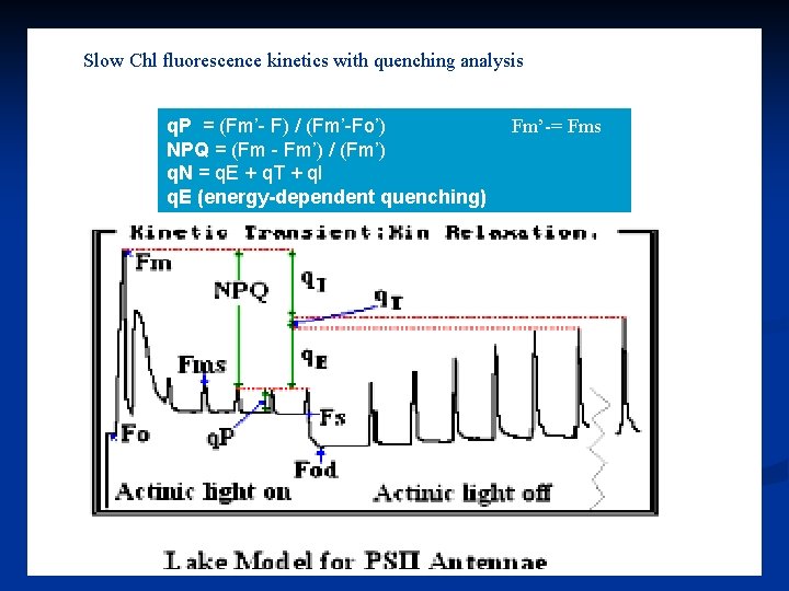 Slow Chl fluorescence kinetics with quenching analysis q. P = (Fm’- F) / (Fm’-Fo’)