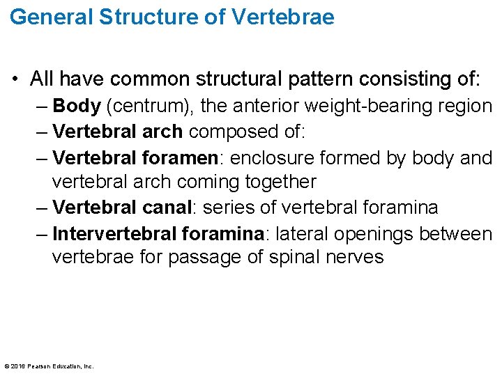 General Structure of Vertebrae • All have common structural pattern consisting of: – Body