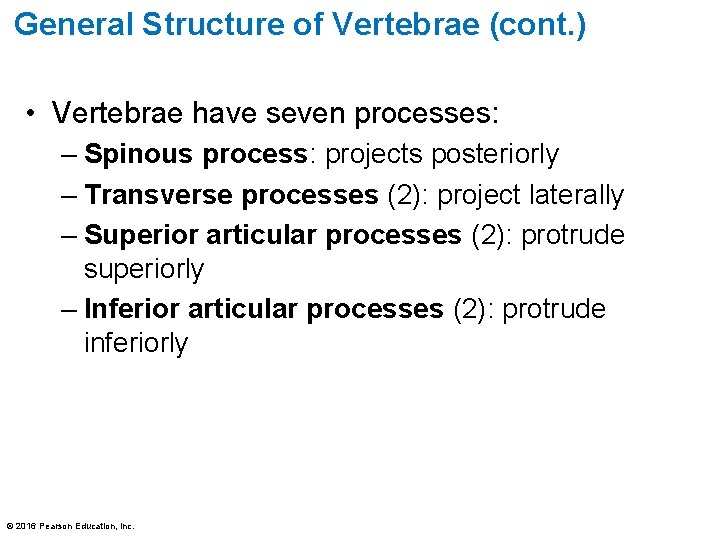 General Structure of Vertebrae (cont. ) • Vertebrae have seven processes: – Spinous process: