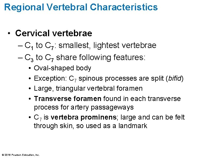 Regional Vertebral Characteristics • Cervical vertebrae – C 1 to C 7: smallest, lightest