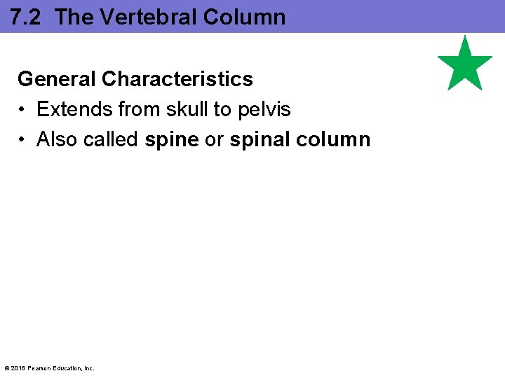 7. 2 The Vertebral Column General Characteristics • Extends from skull to pelvis •